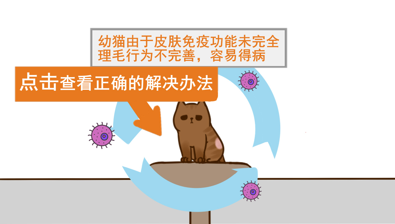 猫藓2.jpg