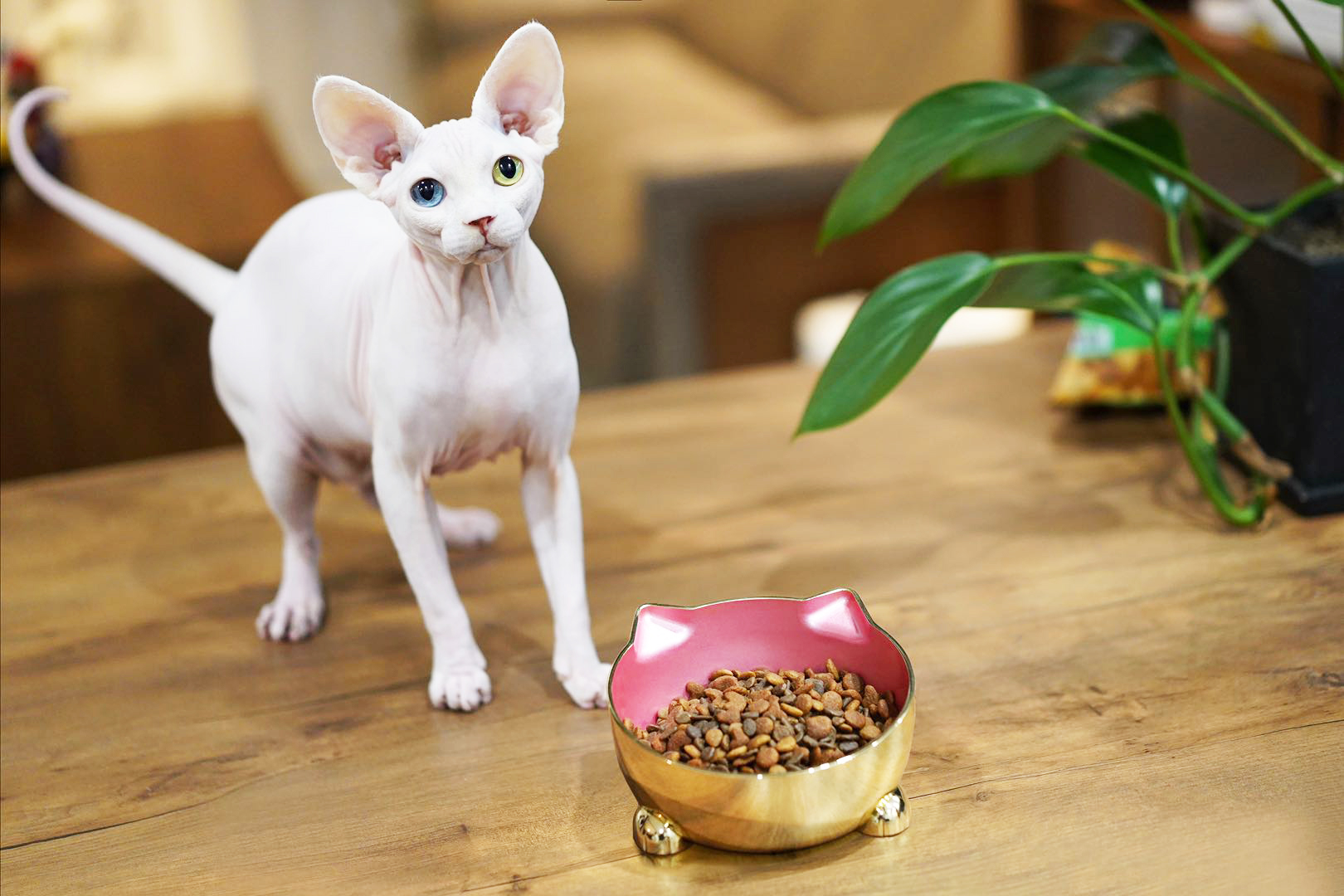 猫碗4